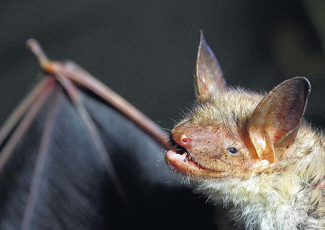 Eine Fledermaus der Art Großes Mausohr. Diese Tiere flattern auch im Gauchachtal umher.