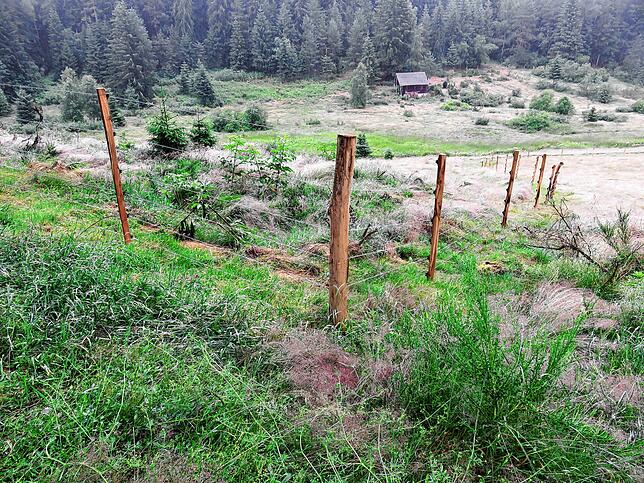Im Schwarzwald liegen viele Weideflächen an Hängen. Diese Flächen sind schwer zu schützen, da Wölfe die Abwehrzäune aufgrund der ...