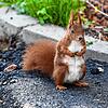 Dieses im April vergangenen Jahres in der Region fotografierte Eichhörnchen dürfte es nicht gewesen sein. Ein Artgenosse hat am ...