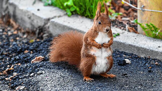 Dieses im April vergangenen Jahres in der Region fotografierte Eichhörnchen dürfte es nicht gewesen sein. Ein Artgenosse hat am ...