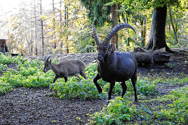 Das Wildgehege Waldshut besteht sein 50 Jahren.