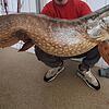 Ein Hobbyangler hat diesen Hecht aus dem Bodensee gefischt.