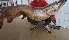 Ein Hobbyangler hat diesen Hecht aus dem Bodensee gefischt.
