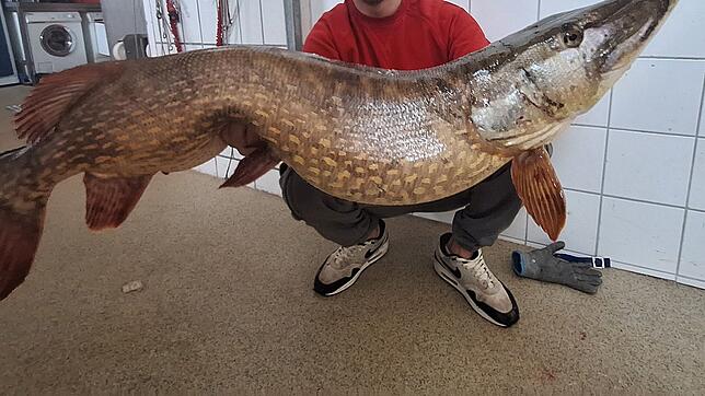 Ein Hobbyangler hat diesen Hecht aus dem Bodensee gefischt.