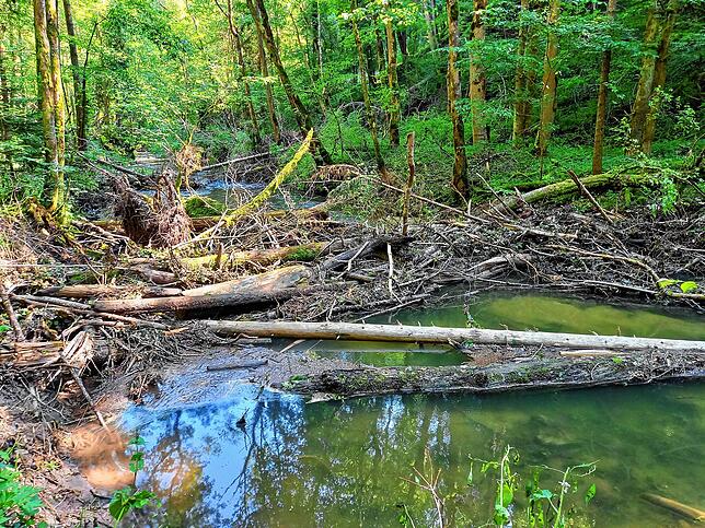 In der Gauchachschlucht kommt es immer wieder zu Baumstürzen, wie diese schon länger liegenden Baumstämme zeigen.