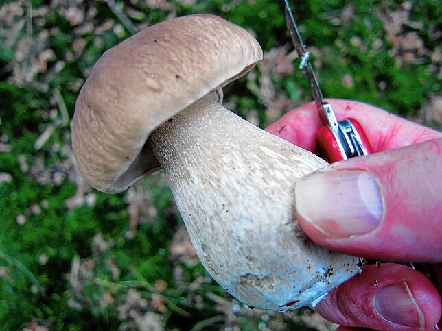 Diesen herrlichen Steinpilz hat ein Sammler im Hegauer Wald entdeckt.