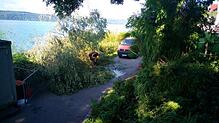 Am Morgen nach dem Sturm: Mitarbeiter der Stadtgärtnerei zersägen einen umgestürzten Baum auf der Promenade.
