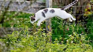 Soll es eine flächendeckende Kastrationspflicht für Katzen geben? (Archivbild)