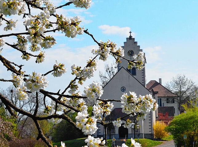 In Bergheim blühen die Apfelbäume.