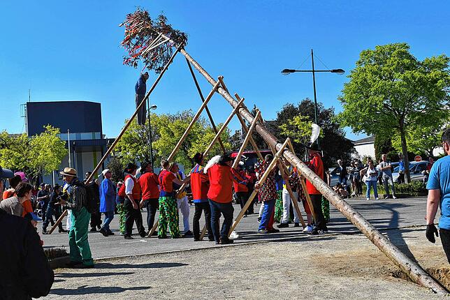 Mit vereinten Kräften und unter der Leitung von Klaus Müller stellten die Mitglieder der Narrenzünfte den 21 Meter langen Narrenbaum in ...