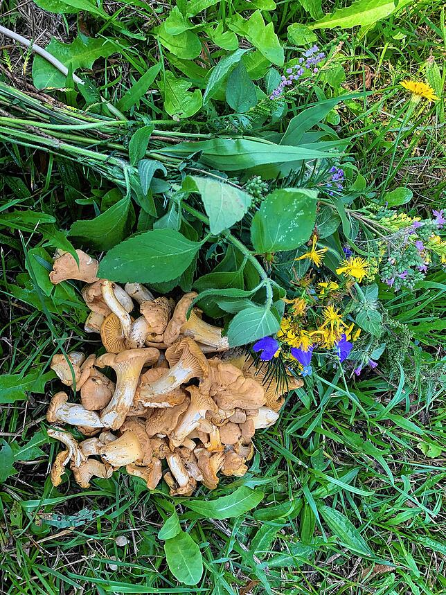Ein Kräuterstrauß und Pfifferlinge – selbst gesammelte Waldprodukte, die etwas hermachen