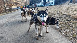 Zwölf Hunde spannt Sacha Bähr vor den Wagen. Die Tiere lieben die Arbeit. Bild: Ingo Günther