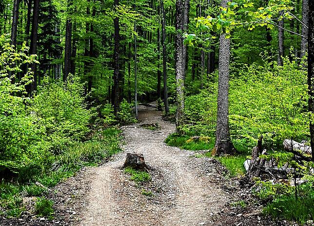 Mehrere Wege sind auf einem Teil des neu gemachten Streckenabschnitts zu erkennen. Für jeden ist laut Ansgar Oker etwas dabei.