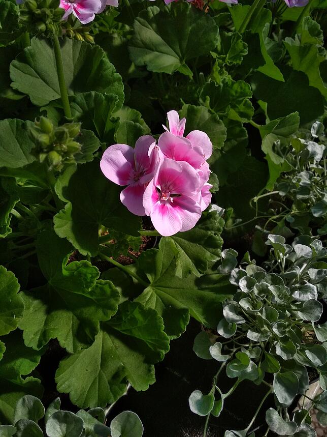 Bild 4: Blumen, Erde und ein Traktor &ndash; die Stadtgärtnerei Waldshut-Tiengen in Zahlen