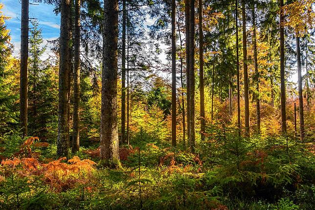 Herbstlicher Mischwald bei Birkendorf
