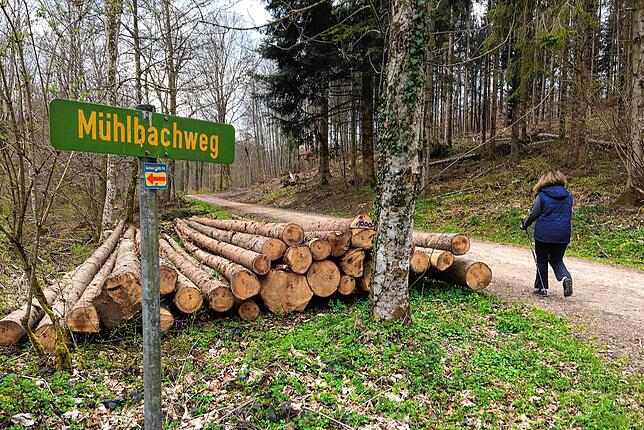 Der kommunale Wald war dank der Forstwirtschaft lange ein wichtiger ökonomischer Faktor, doch inzwischen sind die Erträge geschrumpft. ...