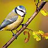 Ein kleiner Singvogel, der sich in einem Netz in einem Garten in der Wöschhalde verfangen hatte, wurde wohl von dem Gartenbesitzer mit ...