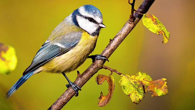 Ein kleiner Singvogel, der sich in einem Netz in einem Garten in der Wöschhalde verfangen hatte, wurde wohl von dem Gartenbesitzer mit ...