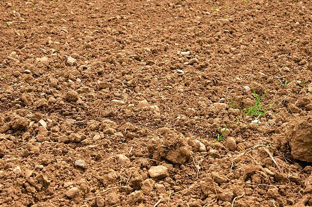 Bild 8: Neue Blühwiese in Markdorf: Wie die Blumen auf die Wiese kommen