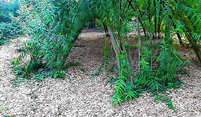Die Äste am Weidenpavillon des Waldkindergartens wurden abgebrochen.
