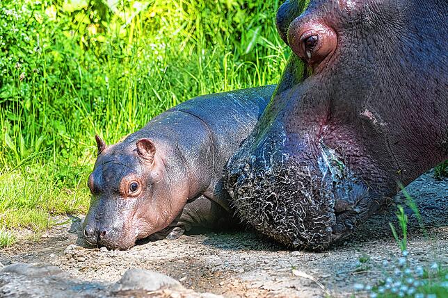 Bild 4: So niedlich: Flusspferd-Baby Serena entdeckt die Welt