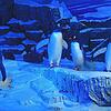 Die Eselspinguine, hier eine Aufnahme vom September 2017, haben Konstanz bereits verlassen. Bald werden auch die Bewohner der Aquarien ...