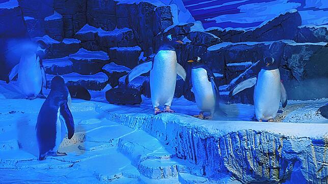 Die Eselspinguine, hier eine Aufnahme vom September 2017, haben Konstanz bereits verlassen. Bald werden auch die Bewohner der Aquarien ...