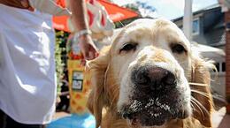 Eis schmeckt auch vielen Hunden: Doch was dem Menschen guttut, muss nicht zwangsläufig geeignet für den tierischen Begleiter sein.
