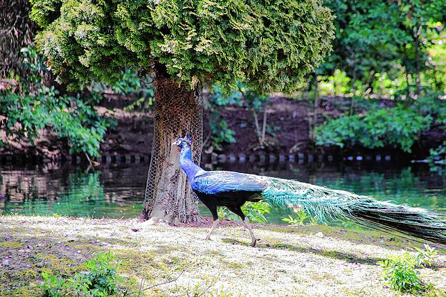 Dieser Pfau spaziert über die Insel.