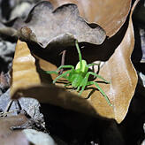 In einem Eimer befand sich diese spektakuläre grüne Spinne.