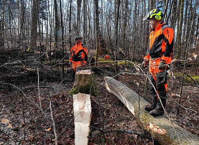 Gefahrenträchtig ist die Arbeit mit krankem Holz. Bernhard Brutsch und Peter Ummenhofer wissen nie, wohin sich der fallende Stamm ...