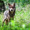 Ein Wolf wie dieser (Symbolbild) war im Hegau unterwegs, das wird nun auf SÜDKURIER-Anfrage bestätigt.