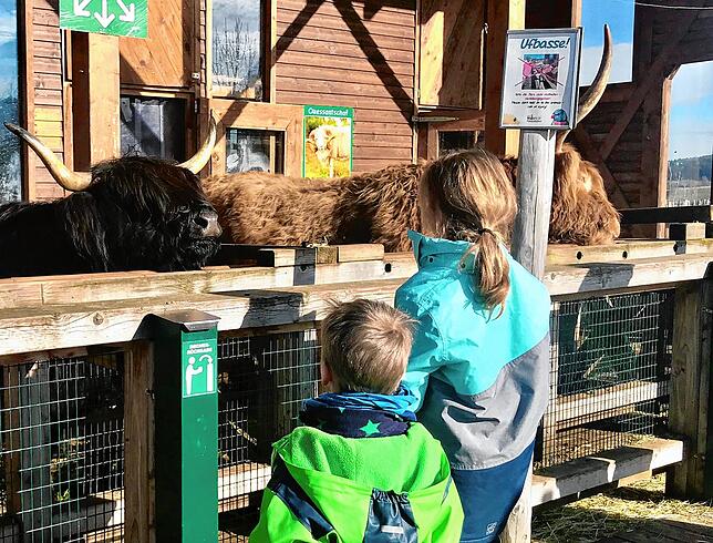 Urige Rinder im Floraparadies Schabenhausen: Die Kinder dürfen sie mit dem Futter versorgen, das es vor Ort zu kaufen gibt. (aufgenommen ...