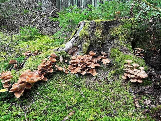 Bild 6: So schön ist der Herbst im Schwarzwald und auf der Baar