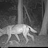 Eine Wildtierkamera der Forstlichen Versuchs- und Forschungsanstalt Baden-Württemberg fotografiert am 11. August gegen 4.30 Uhr einen ...