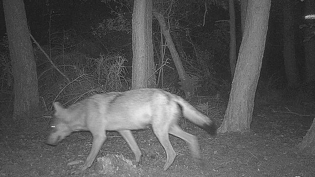 Eine Wildtierkamera der Forstlichen Versuchs- und Forschungsanstalt Baden-Württemberg fotografiert am 11. August gegen 4.30 Uhr einen ...