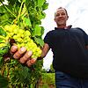 Winzer Thomas Geiger aus Riedetsweiler bei Meersburg zeigt seine Müller-Thurgau-Trauben.