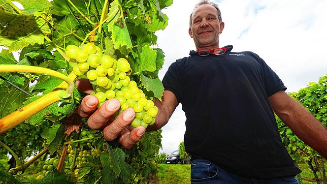 Winzer Thomas Geiger aus Riedetsweiler bei Meersburg zeigt seine Müller-Thurgau-Trauben.