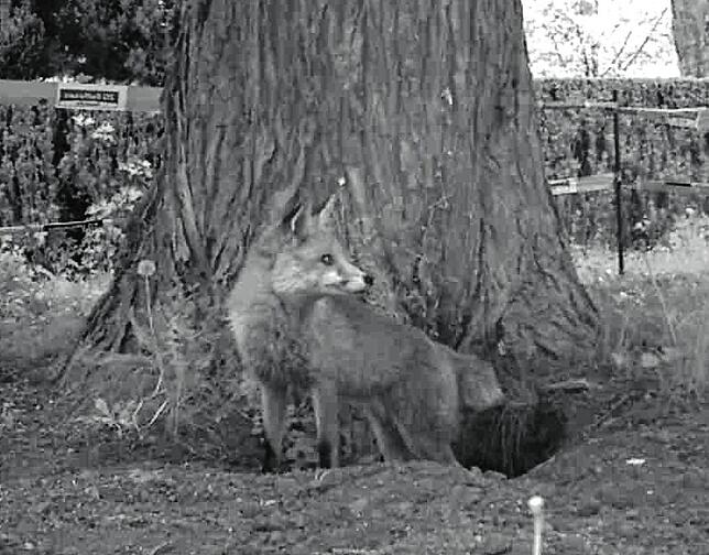 Auch auf dem Überlinger Stadtfriedhof fühlen sich Füchse wohl. Im vergangenen Jahr haben Dachs und Fuchs hier eine WG gegründet.