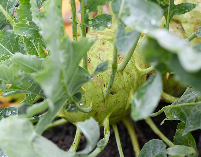 Kohlrabi braucht nicht unbedingt einen vollsonnigen Standort, für ihn reicht auch der West- oder Ostbalkon.