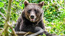 Ein Europäischer Braunbär ist in einem Gehege im Wild Place Project in der Nähe von Bristol zu sehen. In Deutschland sind sie ...