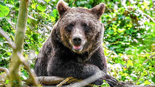 Ein Europäischer Braunbär ist in einem Gehege im Wild Place Project in der Nähe von Bristol zu sehen. In Deutschland sind sie ...