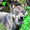 Im nördlichen Gemeindegebiet der Stadt Waldshut-Tiengen wurden per Fotofallen zwei Wolfssichtungen registriert. Ob es sich um zwei ...