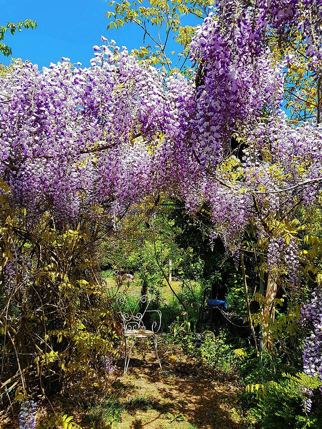 Glyzinien im Garten von Conny Nagel, Überlingen