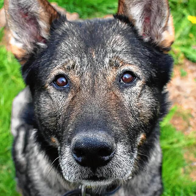 Erko ist ein Deutscher Schäferhund, männlich und nicht kastriert. Er wurde am 13. Juni 2014 geboren. Erko kennt den Hundeplatz und die ...