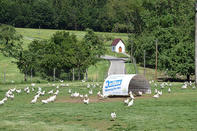 Die Sandy-Hühner des Hönig Hofs haben hier bei der Vorderen Schweinegruben bei Mühlingen großen Auslauf.