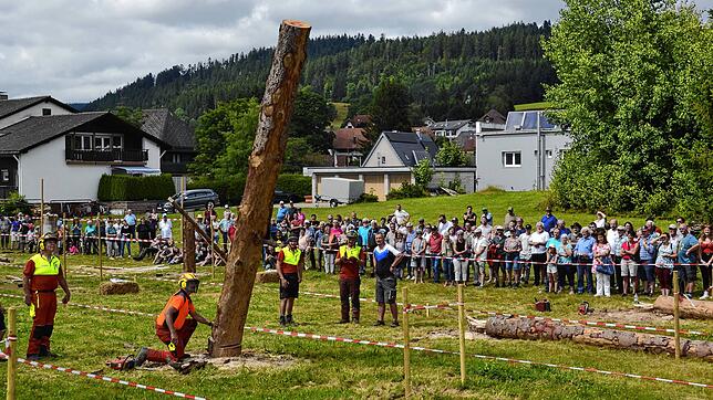 Der Baum fällt und die Spannung beim Publikum steigt: Wird der Baumstamm das vorgegebene Ziel treffen? Bilder: Christiane Sahli