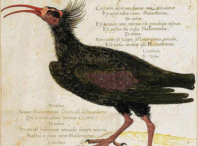 Der Waldrapp auf einer Abbildung aus dem 16. Jahrhundert von Pierre Vase, alias Cruche.