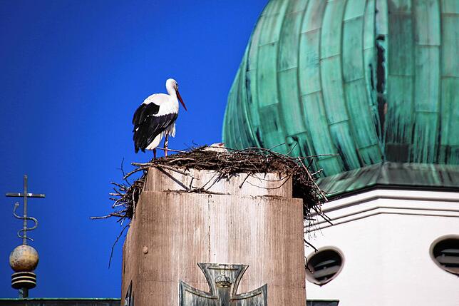 Bild 13: Traute Zweisamkeit: Die Störche Hans und Nelli II sind wieder in ihr Nest in der Oberstadt zurückgekehrt