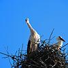Links im Nest steht der Schweizer Storch. Das Bild entstand vor der Isolierung der Stromleitungen.